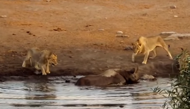 Lion trying to hunt rhino