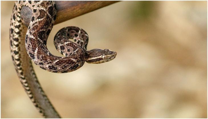 Brazilian Viper Venom May Become Tool In Fight Against Covid Catch