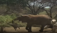 हाथी के बच्चे की हो गई मौत तो मृत शरीर को सूंड़ से उठाकर झुंड के पास लेकर पहुंची मां