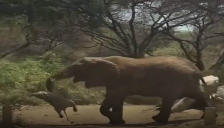 Baby Elephant Died