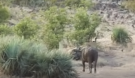 हाथी के बच्चे पर हमला करने की कोशिश कर रहा था शेर, वीडियो में देखें भैंसों ने कैसे बचाई जान