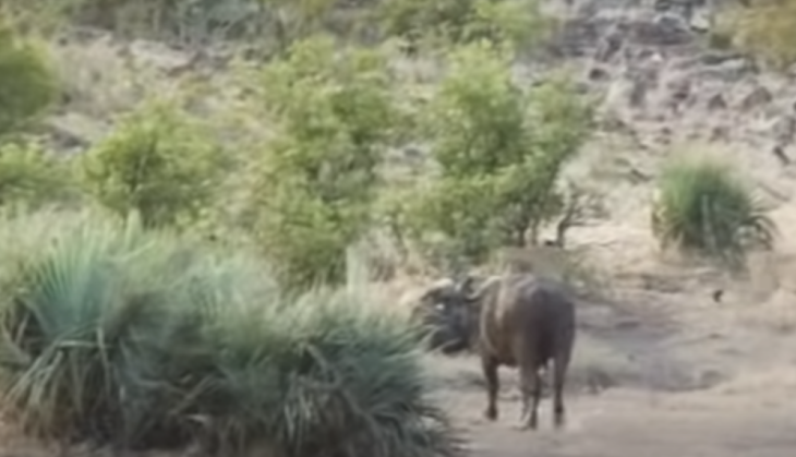 Buffalo attack lion