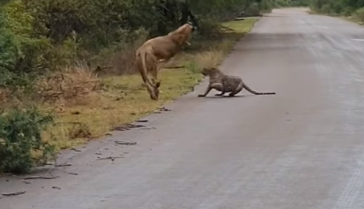 Lion attacks