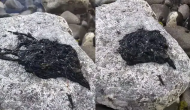 खौफनाक Video: पत्थर पर रेंगता दिखा अजीबो-गरीब जीव, लोग बोले- लौट आया मार्वल का खलनायक वेनम