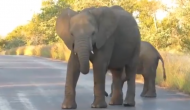 गुस्साए हाथी ने बीच सड़क पर बच्चे के साथ मचाया आतंक, वीडियो में देखें आगे हुआ क्या