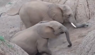 नदी से बाहर निकलने में हाथी के बच्चे को हो रही थी परेशानी, वीडियो में देखें फिर परिवार ने किया क्या