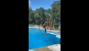 Woman’s wig falls off her head after she jumps into pool; funny video goes viral