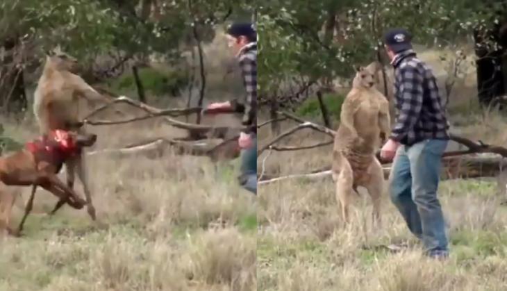 Kangaroo beats dog