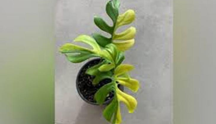plant