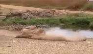 झील किनारे पानी पी रहे हिरण पर शेर ने कर दिया हमला, वीडियो में देखें आगे हुआ क्या