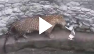 This fight video of leopard and cat will make you terrified!