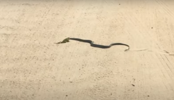 Chameleon snake fight