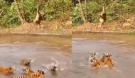झील में मस्ती कर रहे थे चीते तो बंदर ने ऐसे किया परेशान, वीडियो देखें कैसे दी मौत को दावत