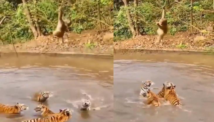 Monkey having fun