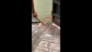 Cobra enters woman’s house; what she does next will amuse you!
