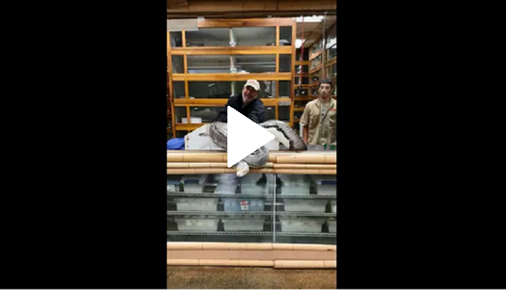 Venomous snake bites zookeeper; scary video goes viral