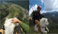 Paragliding video of 3-year-old dog with hooman will give you goosebumps!