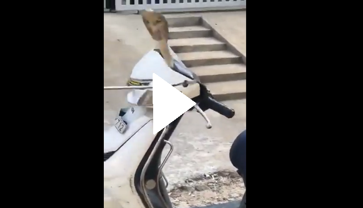 Snake enters in scooty's handle; what it does next will shock you