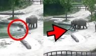 Baby elephant falls into pond; rescue video will make you fall in love with jumbo family