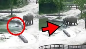 Baby elephant falls into pond; rescue video will make you fall in love with jumbo family