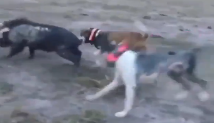 dog attack
