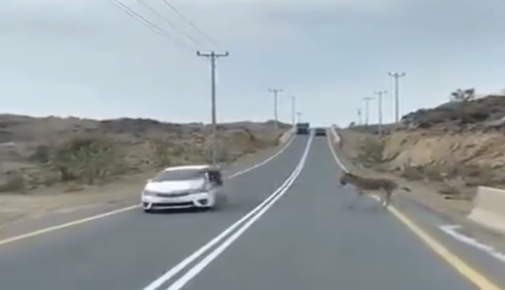 Donkey