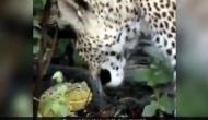 Leopard Not a Loser: Frog-leopard encounter goes viral, Twitterati left confused!