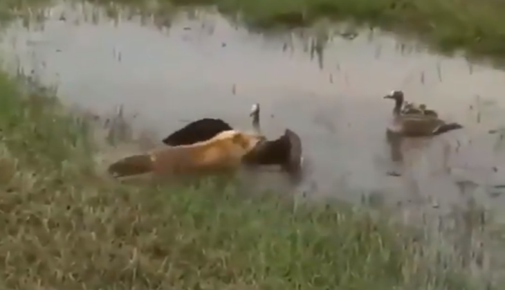 Duck and Fox