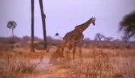 जिराफ का शिकार करने की कोशिश कर रहे थे शेर, वीडियो में देखें आखिरी दम तक कैसे लड़ी जिंदगी जंग