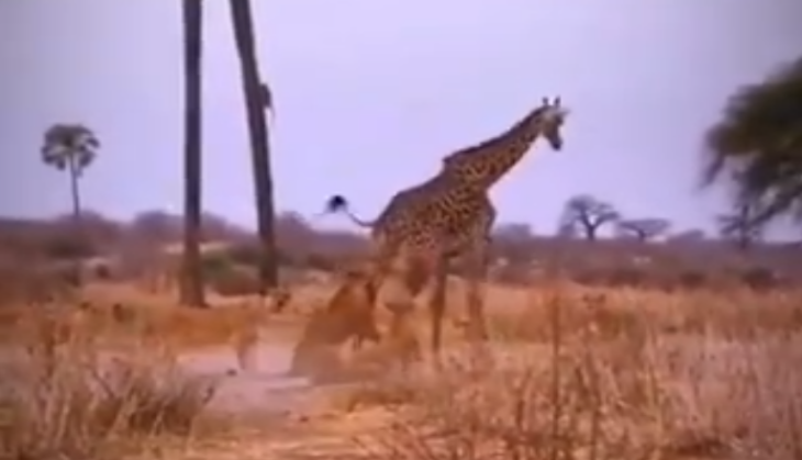 Lion killed Giraffe
