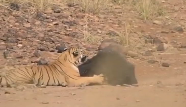 Tiger and Bear fight