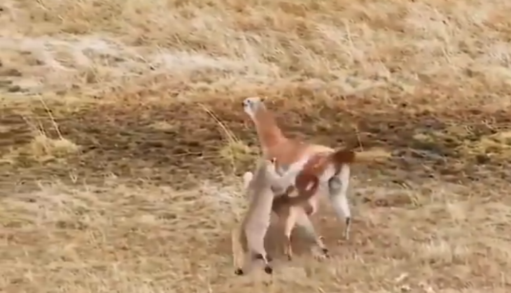 Wild cat attack