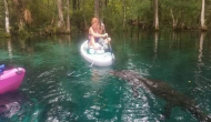 Alligator tries to bite woman's paddleboard; video will send chills down your spine