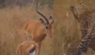 तेंदुआ ने घात लगाकर किया हिरण और उसके बच्चे पर हमला, वीडियो में देखें आगे हुआ क्या