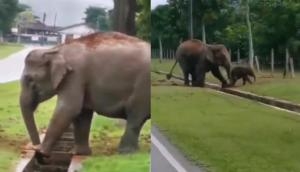गहरे नाले में गिर गया हाथी का बच्चा, वीडियो में देखें मां की समझदारी ने कैसे बचाई जान