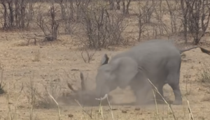 गुस्साए हाथी ने कर दिया भैंस पर हमला, वीडियो में देखें कैसे ली पटक-पटक कर जान