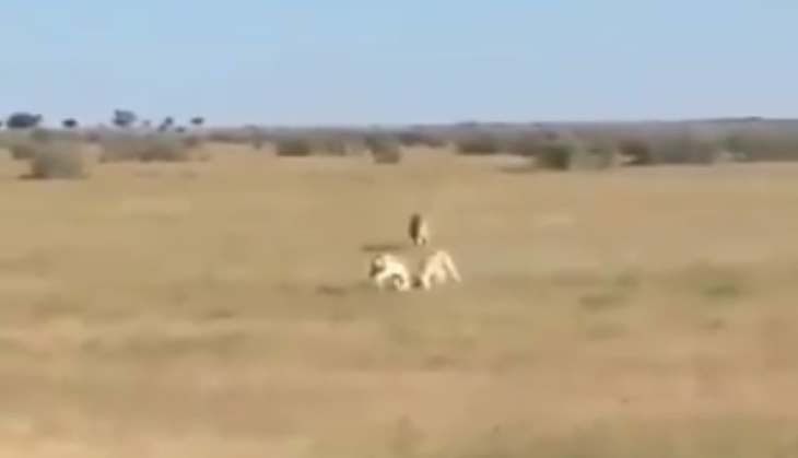 Leopard attack