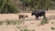 हाथी ने बचाई शेर से भैंस की जान, वीडियो में देखें जान बचाकर कैसे भागा जंगल का राजा