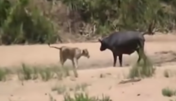 Lion attack