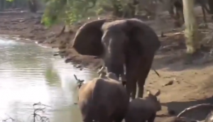 झील में पानी पीने जा रहे हाथियों का गैंडा ने रोक लिया रास्ता, वीडियो में देखें गुस्साए गजराज ने फिर किया क्या