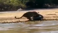 झील किनारे आराम कर रहा था मगरमच्छ तभी कर दिया तेंदुआ ने हमला, वीडियो में देखें फिर हुआ क्या