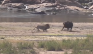 शेर ने किया भैंस के नवजात बच्चे पर हमला तो बचाने के लिए दौड़ पड़ी मां, वीडियो में देखें शिकारी को कैसे सिखाया सबक