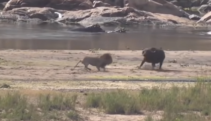 Lion Vs Buffalo