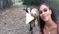 Woman tries to take selfie with goat; what happens next will make you laugh out loud!