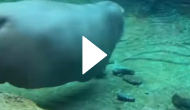 This 42 million views video of hippopotamus will leave you stunned!