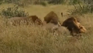 भूखे शेरों को नहीं मिला शिकार तो अपने ही साथी पर कर दिया हमला, वीडियो में देखें फिर आगे हुआ क्या