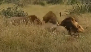 भूखे शेरों को नहीं मिला शिकार तो अपने ही साथी पर कर दिया हमला, वीडियो में देखें फिर आगे हुआ क्या