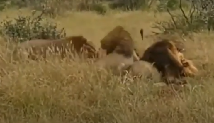 Lion killed lion
