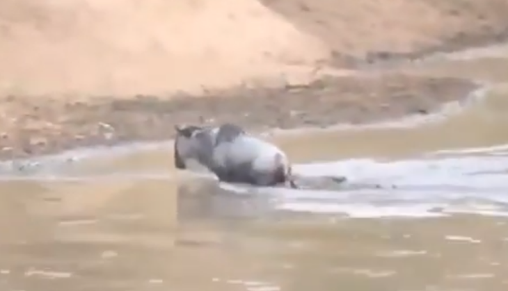 Crocodile and wildebeest