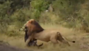 भैंस के बच्चे को उठा ले गया शेर तभी बचाने के लिए पहुंच गई मां, वीडियो में देखें फिर हुआ क्या